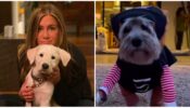 Watch: Jennifer Aniston getting Halloween ready is the cutest thing you will witness on internet today