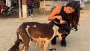 Photos of Tara Sutaria feeding street dogs go viral, fans impressed