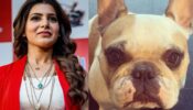 Samantha Ruth Prabhu Shares A Cute Picture Of Her Pet Dog