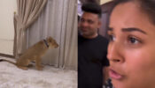 Shehnaaz Gill’s Scared Of Pet Lion, See Clip From Dubai