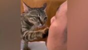 Viral Video: A Cat Trying To Consoling The Crying Owner Is A Heartfelt Clip