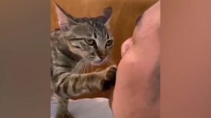 Viral Video: A Cat Trying To Consoling The Crying Owner Is A Heartfelt Clip