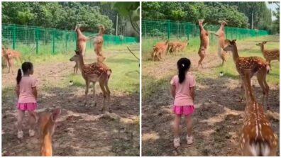 Viral Video: A Clip Of Two Deers Playfully Fighting With Each Other At Zoo Is Circulating Over The Web