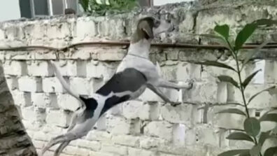 Viral video: A dog is trying hard to look to the other side of the wall taking support of a tree and wall; netizens react