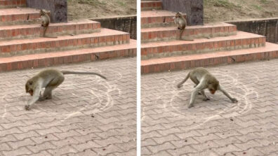 Viral Video: A Monkey Draws In Circular With White chalk; Netizens Laugh And React