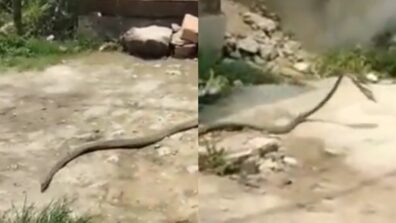 Viral Video: A Snake Slithering Away With A Chappal Is A New Talk Of The Town; Hilarious Say Netizens