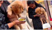 Viral Video: A Woman Treats Her Pet Dog With Some Mouth-Watering Golgappas; Netizens Reacts