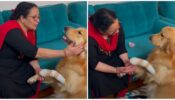 Viral Video Of A Wounded Dog Asking For Extra Love And Care From Owner, Watch