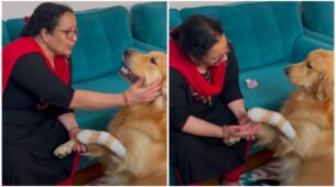 Viral Video Of A Wounded Dog Asking For Extra Love And Care From Owner, Watch