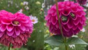 Viral Video: The viral video of frogs hiding inside dahlia flowers has people in awe