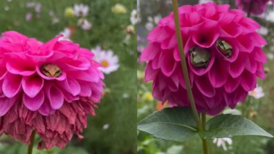 Viral Video: The viral video of frogs hiding inside dahlia flowers has people in awe