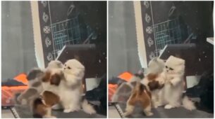 Viral Video: Tippy Tap Attack Of Two Cats Is A Adorable Video; Netizens React