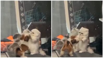 Viral Video: Tippy Tap Attack Of Two Cats Is A Adorable Video; Netizens React