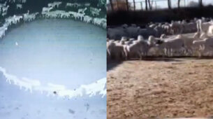 China’s CCTV video of a large flock of sheep wandering aimlessly in a circle for 12 days goes viral