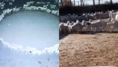 China’s CCTV video of a large flock of sheep wandering aimlessly in a circle for 12 days goes viral