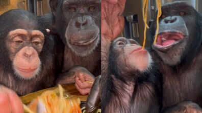 Chimpanzee Family Enjoying Noodles Goes Viral; Netizens React