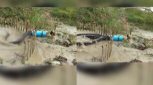 Thrilling Experience To Watch Python Trap Using A Live Chicken Is Primarily Grabbing Attention