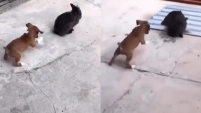 A Puppy Jumping Like A Rabbit Is The Cutest On the Internet; Check Now