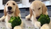 Golden Retriever Eating Broccoli in Adorable Video Goes Viral