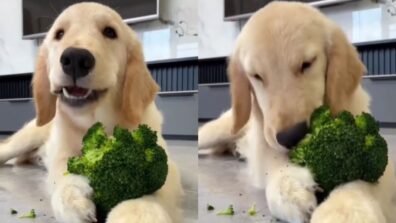 Golden Retriever Eating Broccoli in Adorable Video Goes Viral