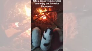 Group Of Puppies Enjoying Fire In Cold Weather Is The Cutest Thing On Web