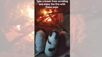 Group Of Puppies Enjoying Fire In Cold Weather Is The Cutest Thing On Web