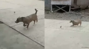 Heart-Melting Video Of A Dog Who Is Playing Around With A Chic Is Circulating On Web