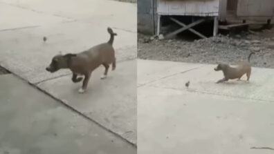 Heart-Melting Video Of A Dog Who Is Playing Around With A Chic Is Circulating On Web