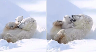 Mother Polar Bear Cuddling Her Cub Will Melt Your Heart; Netizens React