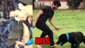 Sushant Singh Rajput’s pet dog Fudge dies