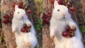 The Internet Can’t Get Enough of this Relaxed Bunny Eating Cherries