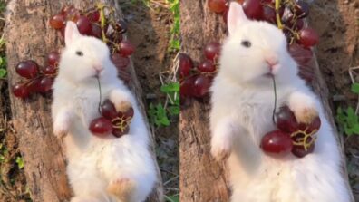 The Internet Can’t Get Enough of this Relaxed Bunny Eating Cherries