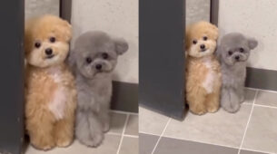 This Video Of A Cute Dog Will Make You Fall In Love; Watch Now