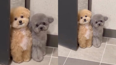 This Video Of A Cute Dog Will Make You Fall In Love; Watch Now