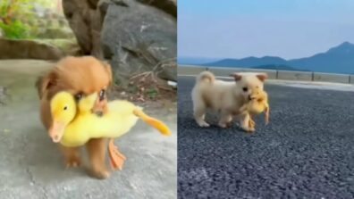 This Video Of A Puppy And Duck Will Make You Go Awestruck