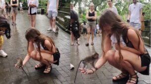 Viral Video: A Baby Monkey Playing With A Woman Will Make You Awestruck