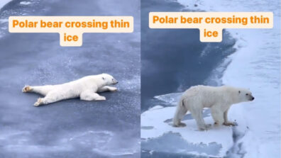 Viral Video: A Polar Bear Intelligence Crossing Thin Ice Will Startle You