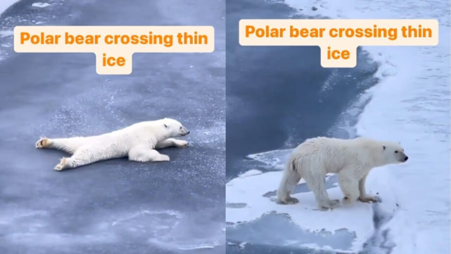 Viral Video: A Polar Bear Intelligence Crossing Thin Ice Will Startle You 756953