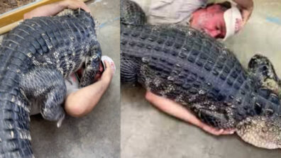 Viral Video: Alligators Hugging Each Other Will Startle You; Watch