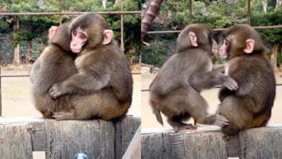 Baby Monkeys Cuddling Each Other Will Make You Smile; Watch