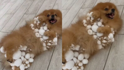 Viral Video: Dogs Goofing Around In Ice Will Make You Smile; Watch