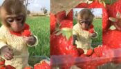 Viral Video: This Clip Of Monkey Eating Strawberries Will Make You Awestruck