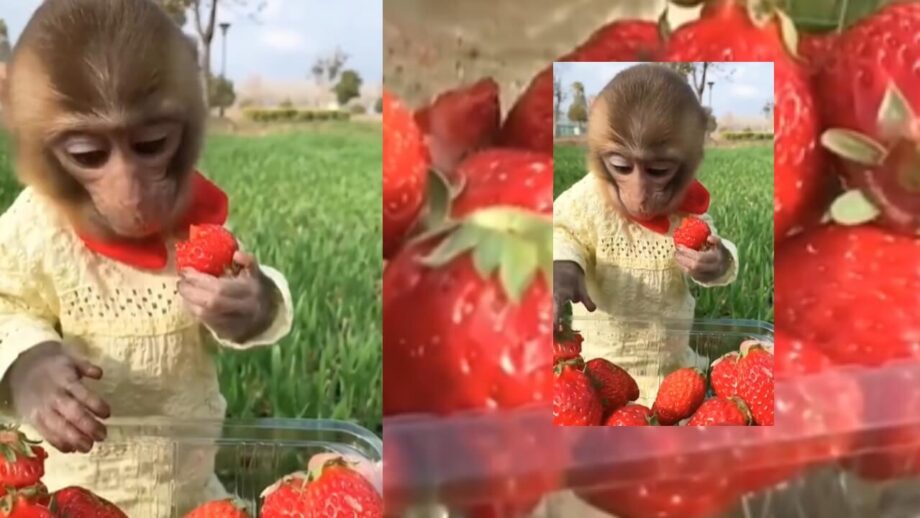 Viral Video: This Clip Of Monkey Eating Strawberries Will Make You Awestruck 762969
