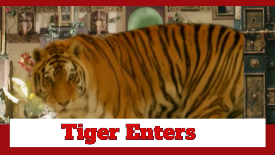 Pandya Store: OMG!! A real tiger enters Pandya house 765974