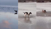 Viral Video: A Dog Follows A Flock Of Birds On A Beach, And Then Something Happens, Watch!