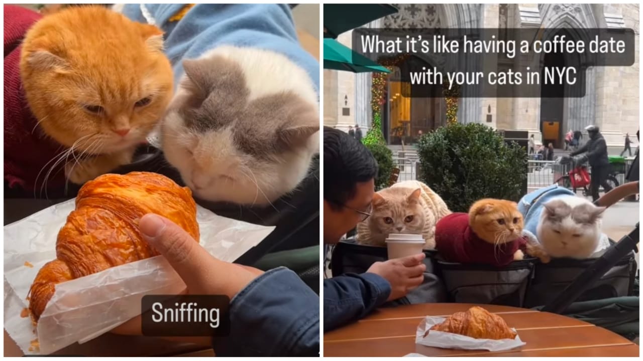 Viral Video: A Man Takes His Three Pet Cats Out On a Coffee Date In New York 772792