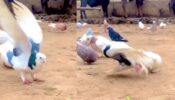 Viral Video: A pigeon performs backflips flawlessly, leaving netizens speechless