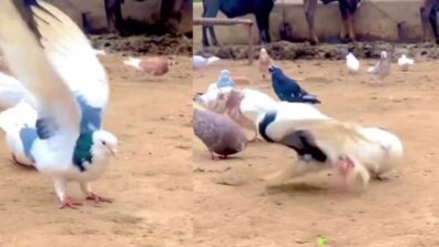 Viral Video: A pigeon performs backflips flawlessly, leaving netizens speechless