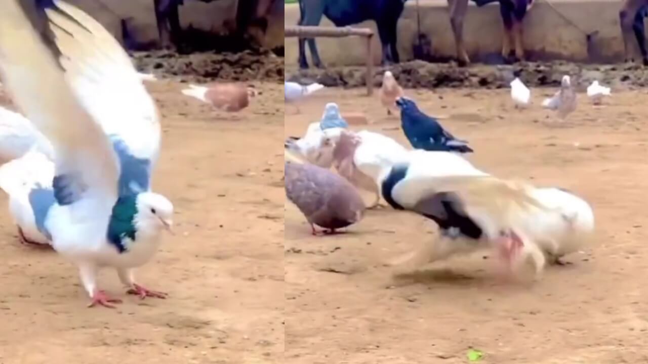 Viral Video: A pigeon performs backflips flawlessly, leaving netizens speechless 773900