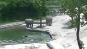 Viral Video: Elephants Rescue A Drowning Calf In A Pool At Seoul Zoo; Watch Heartwarming Video!